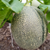 Greenhouse melon golden aroma NFT 1