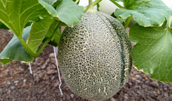 Greenhouse melon golden aroma NFT 1