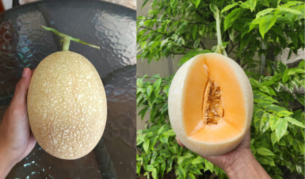 Melon Sweet Net NFT manis hidroponik