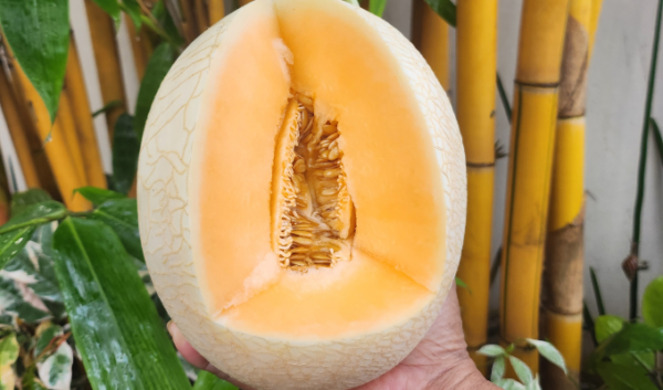 Sweet net melon hidroponik NFT greenhouse premium